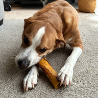 Beef Femur Bone Stuffed with Real Peanut Butter