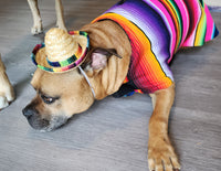 serape Dog poncho and sombrero funny pic