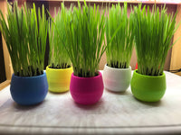 Organic Cat Grass Garden Kit - Made in the USA